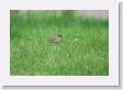 0515aBeijing - 12 * Eurasian Tree Sparrow. * Eurasian Tree Sparrow.